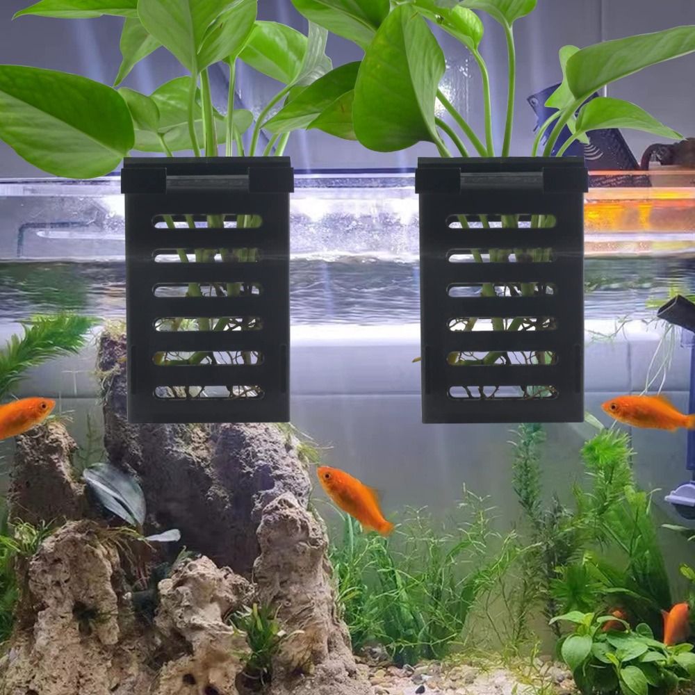 Hidropônico Flor Planta Titula - Emersed Plants Aquarium avaliação e preço