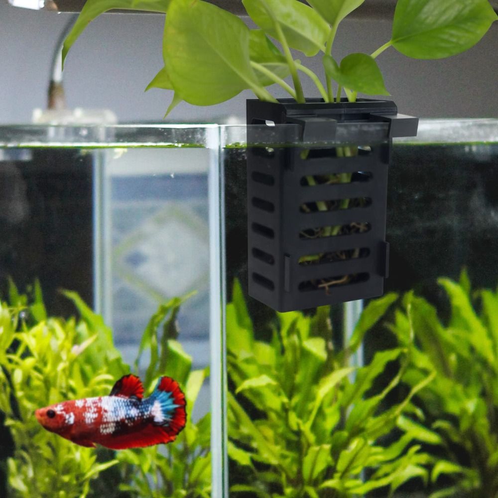 Hidropônico Flor Planta Titula - Emersed Plants Aquarium avaliação e preço