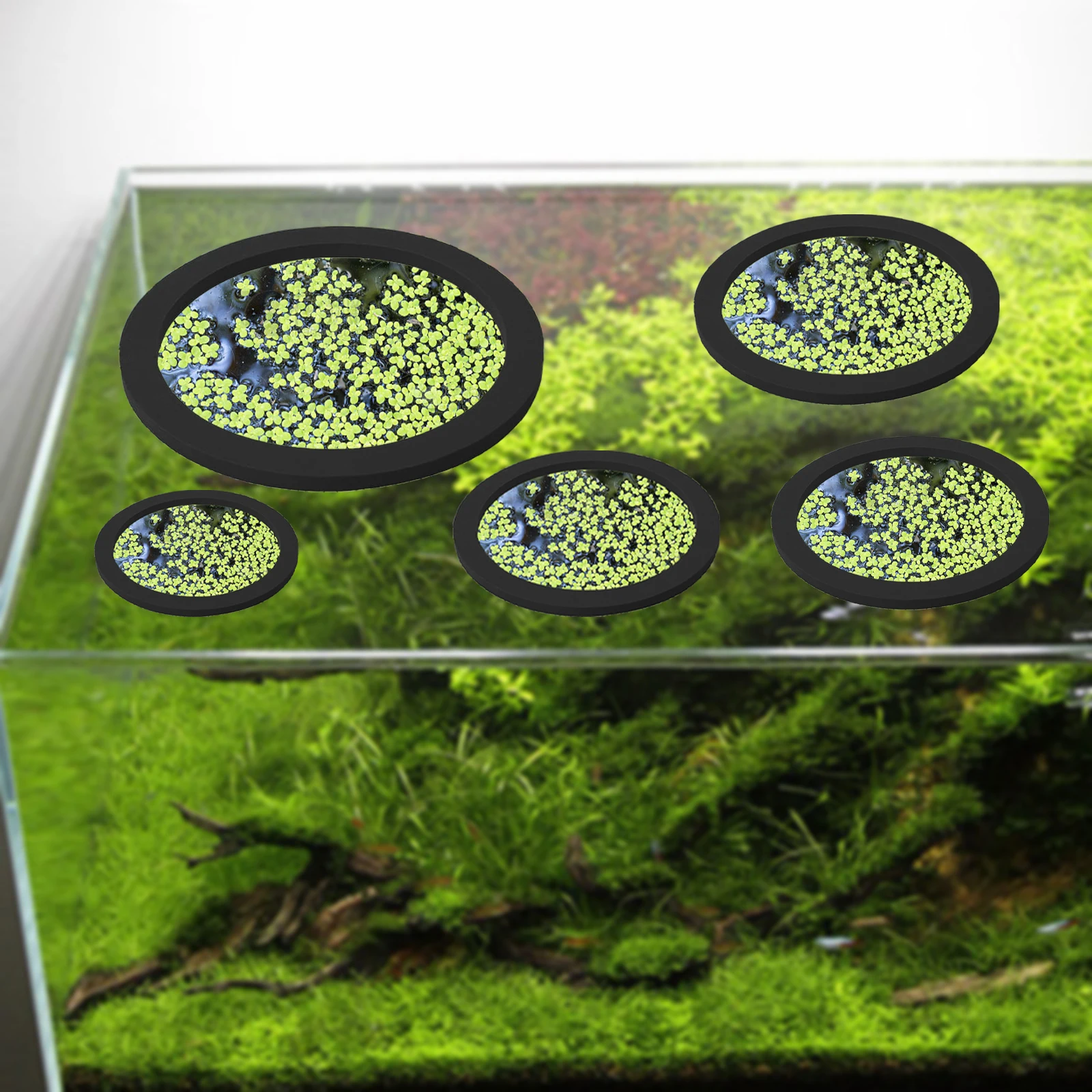 5 pçs eva anel de alimentação  - Aquarium Plant avaliação e preço