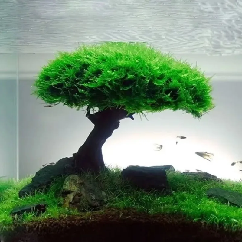 Decoração de aquário planta mu - Planted Aquarium Without Fish avaliação e preço