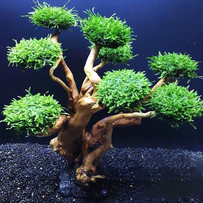 Tanque de peixes planta musgo  - Planted Aquarium Without Fish avaliação e preço
