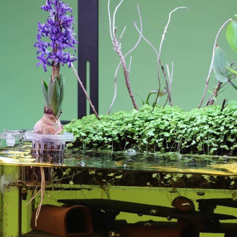 Aquários planta suporte cultiv - Emersed Plants Aquarium avaliação e preço